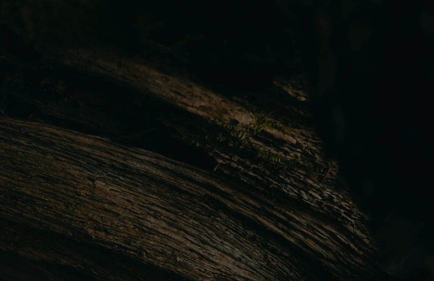 ActivityBackground